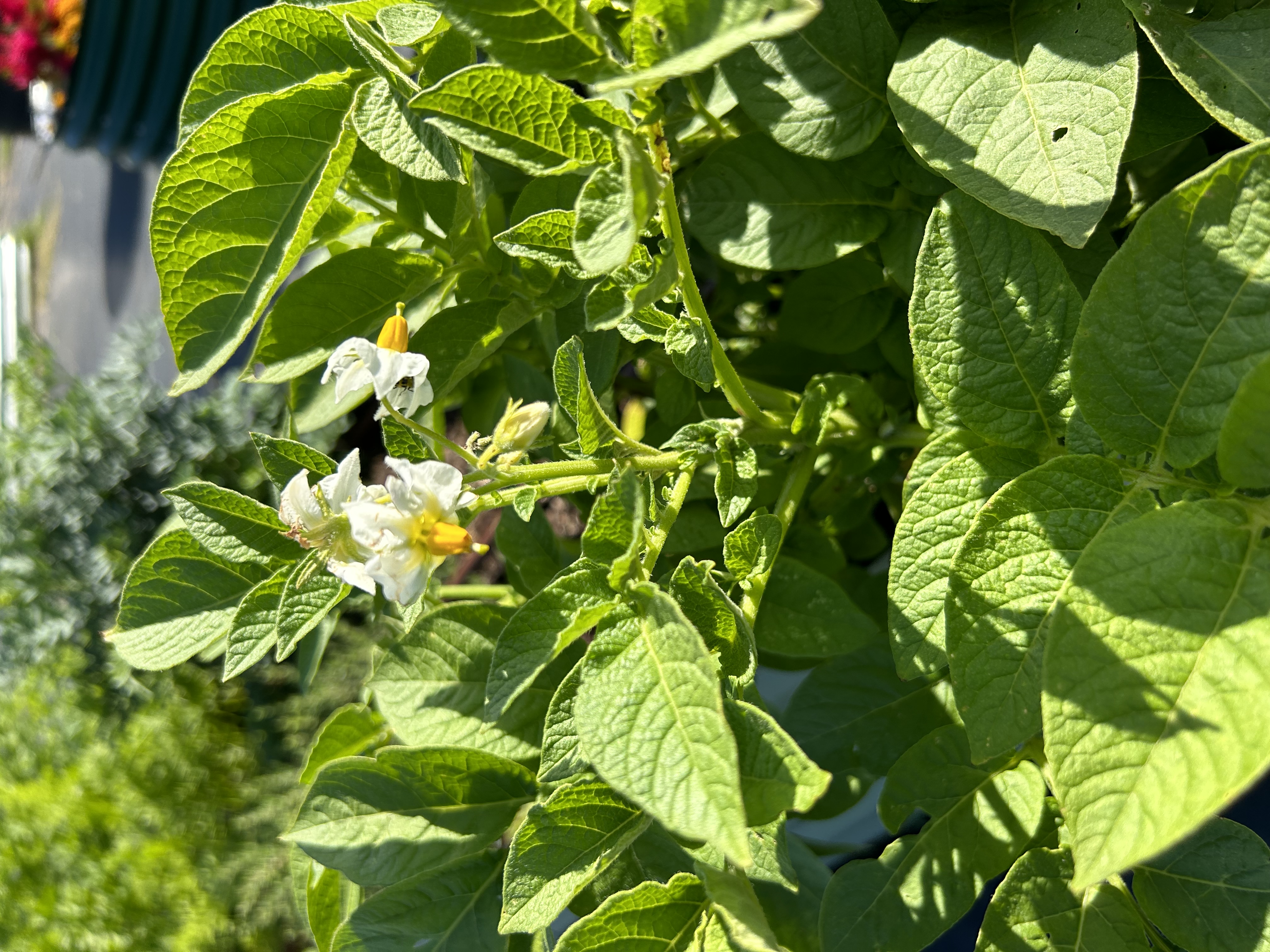 Vegetable Gardening in February, March and April in Louisiana